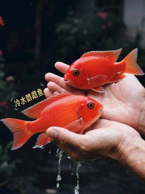 五行属火的鱼有哪些，血鹦鹉鱼的风水功用是什么？