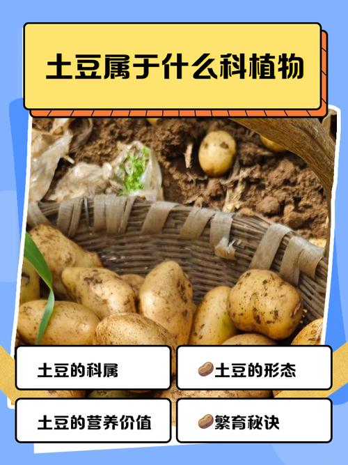 梦见很多又大又多的土豆是什么吉凶预兆？