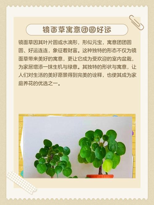 镜面草的寓意是什么它代表了哪些深层含义或象征？