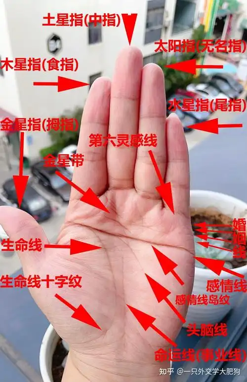 1994年属狗的12月出生的人，他们的命理特征中是否包含断掌这一特殊手相？