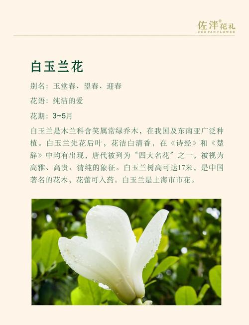 白玉兰的花语究竟代表着什么美好的寓意呢？