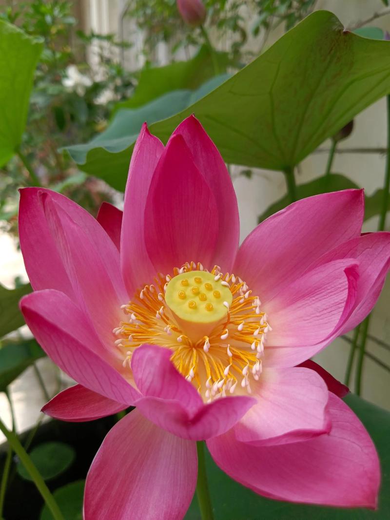 六月里哪种花盛开最为繁盛，堪称开花旺盛的佼佼者呢？