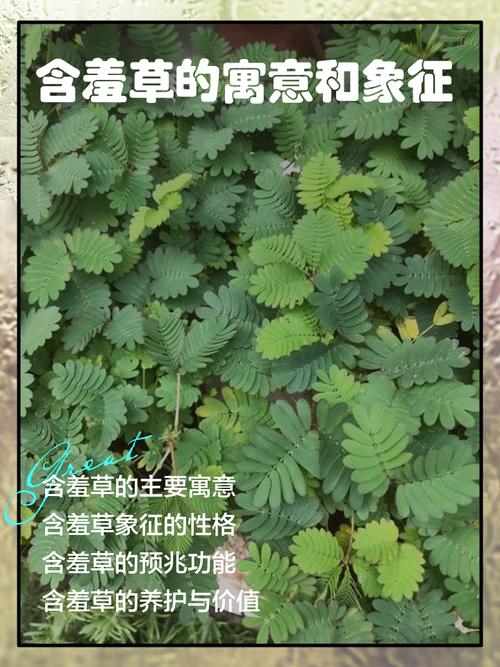 含羞草象征着女人特质，请问这种象征具体代表什么含义？