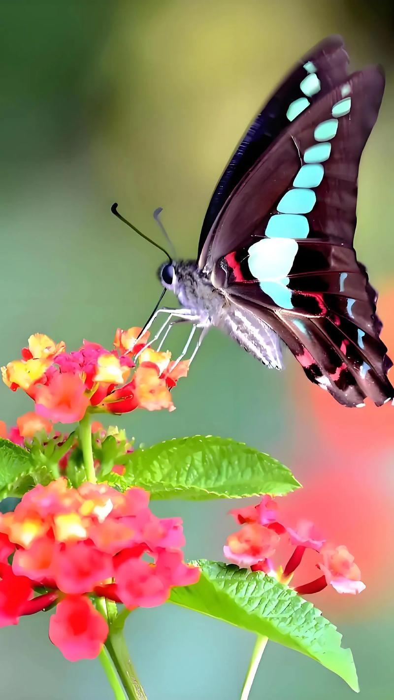 蝴蝶地形的风水影响究竟是好是坏？