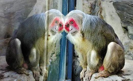 红颜薄命八字差指的是哪种动物，它的尾巴忒别长呢？