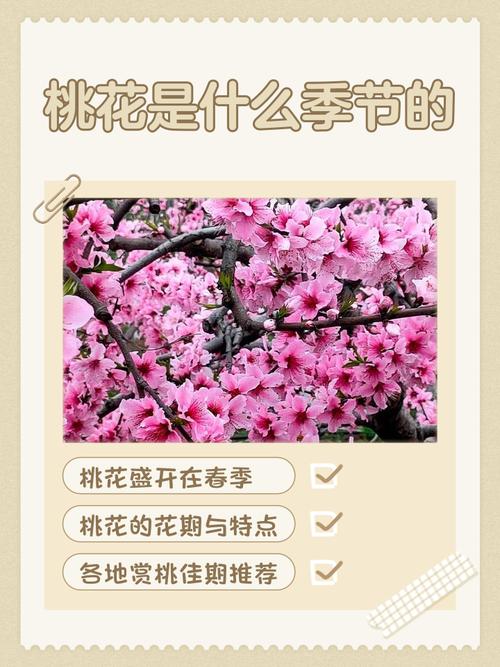 桃花一般在哪个月份盛开，具体是几月份开花？