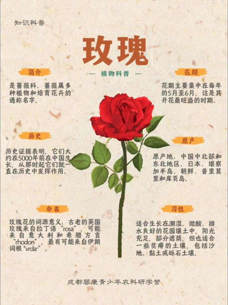 玫字五行属什么几画，它的意思是什么？
