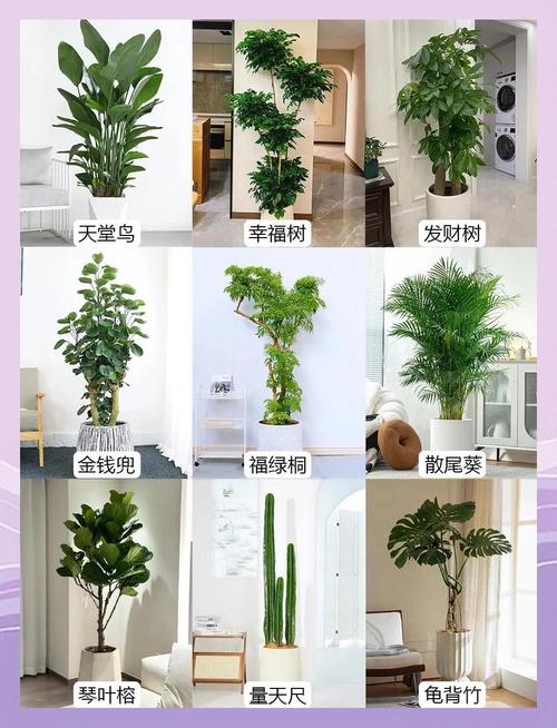 客厅摆放植物有哪些显著的健康与美观益处？