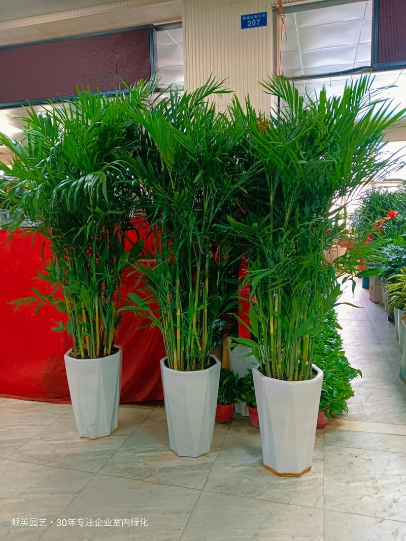 办公室养什么植物最符合风水？