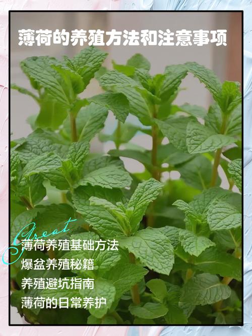 家里养薄荷对风水有好处吗？