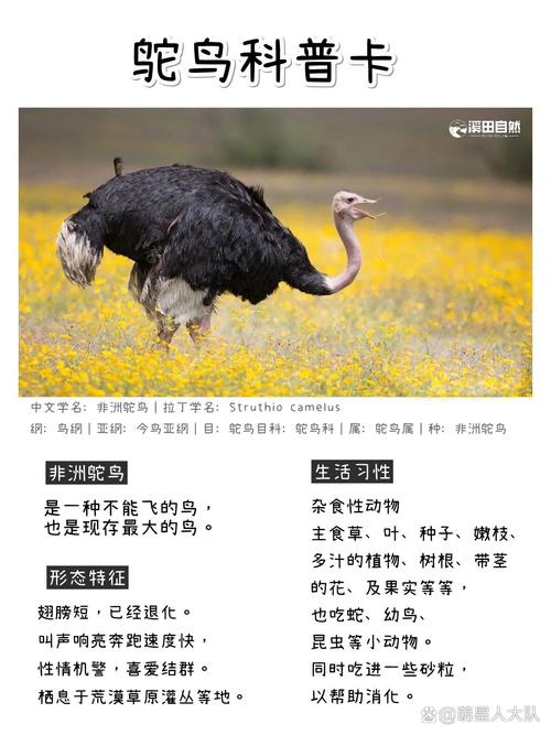 孕妇梦见大鸵鸟预示着什么含义？