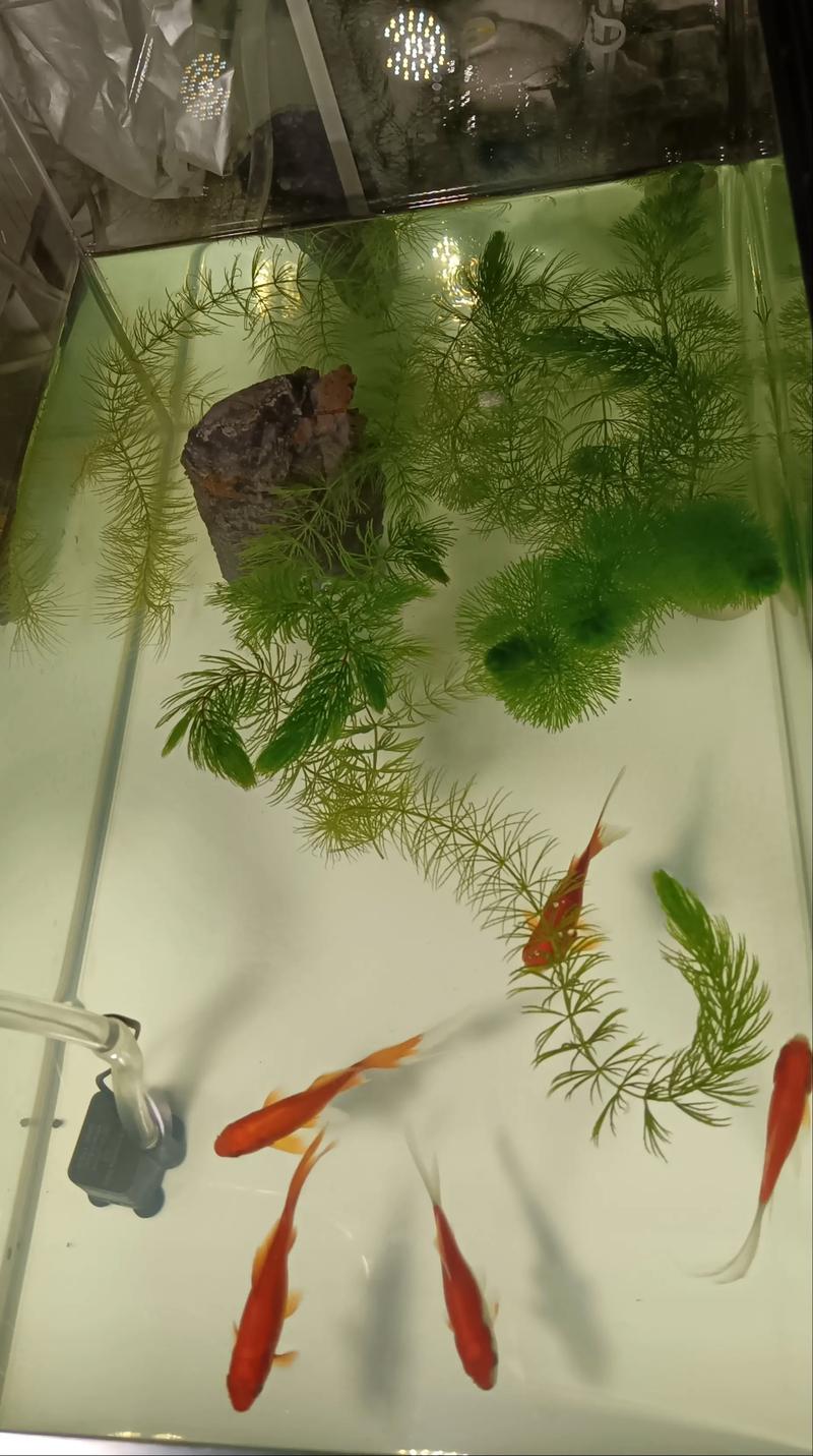 家里属蛇的人适合养什么鱼，哪种鱼被认为蕞招财呢？