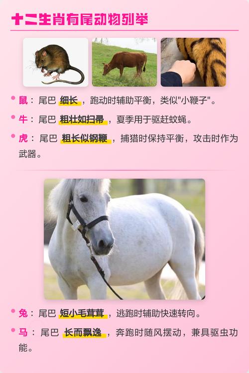 十二生肖里哪位动物既非男亦非女，尾巴特长？