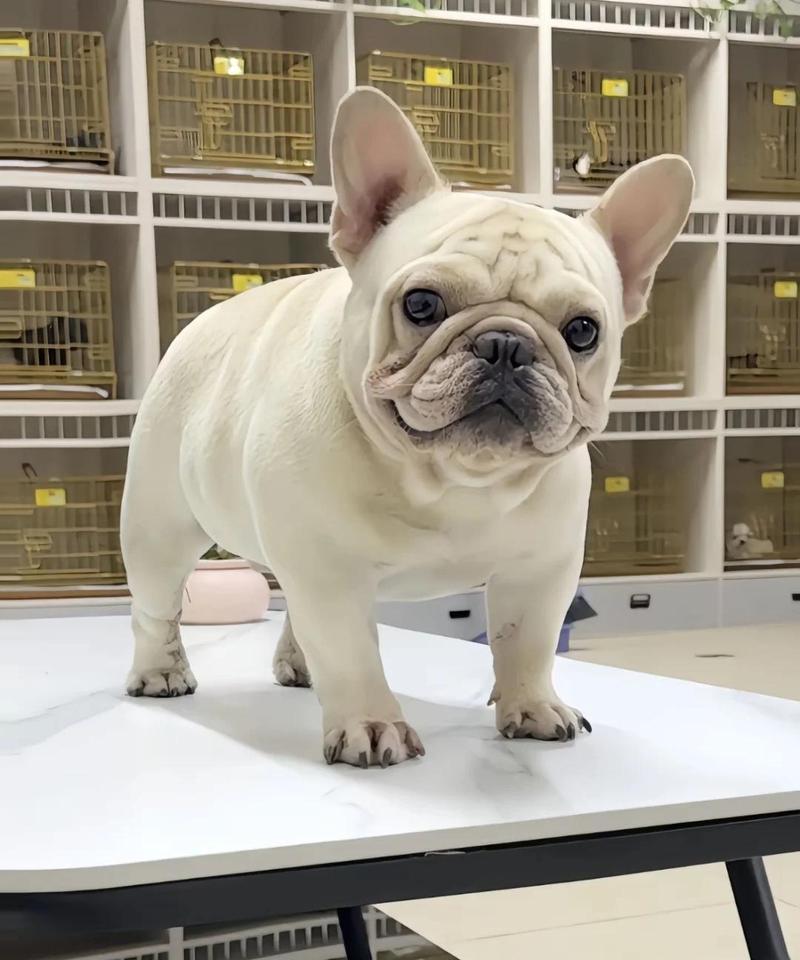 斗牛犬取个霸气名字，长尾巴的叫什么好呢？