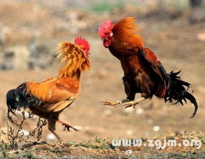 梦见被公鸡咬伤是什么预兆，有什么特殊含义？