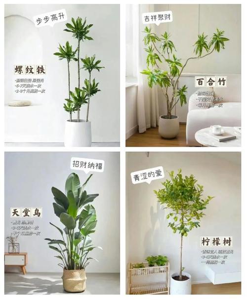 家里风水忌养哪些多肉植物？