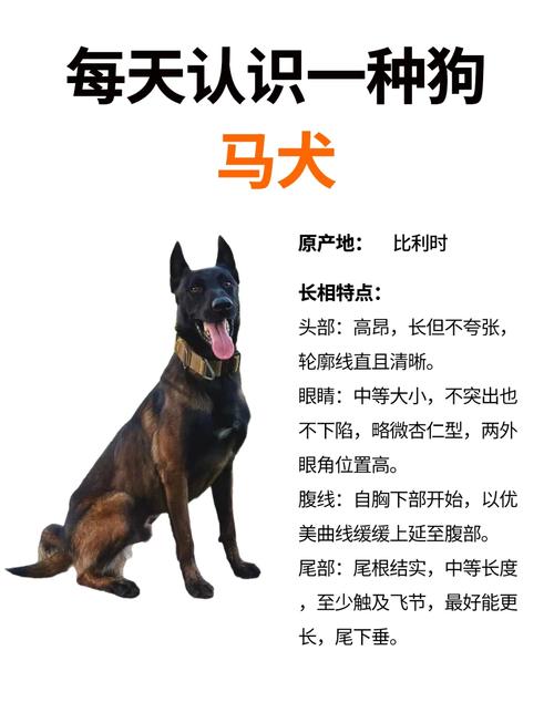 犬马之劳指的是哪个生肖动物，其尾巴特别长？