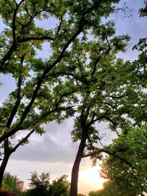 以婚女人梦见槐花开满树是什么寓意或象征？