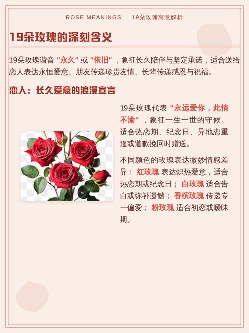 19朵玫瑰花代表什么含义或象征？
