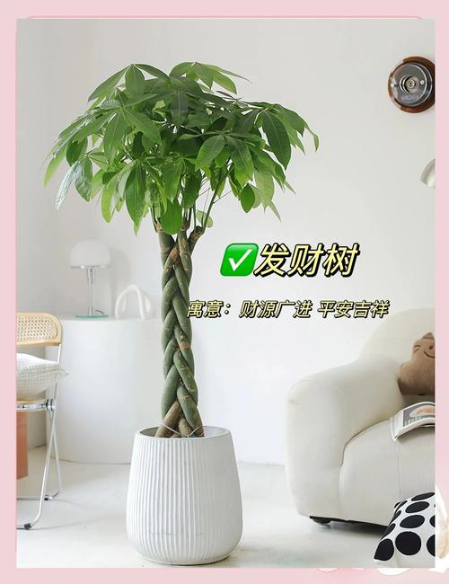 旺家镇宅，推荐哪些寓意好的大型绿植？