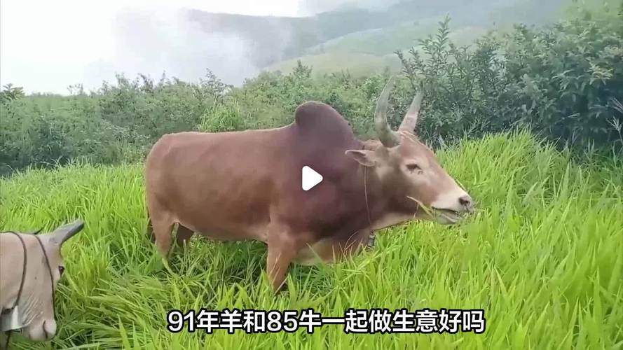 属羊和属牛合作做生意，这种组合的生意合作会顺利吗？