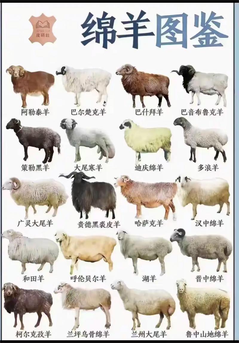 羊有哪些显著特点，能详细描述一下吗？
