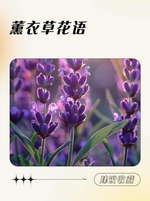 薰衣草是哪个星座的幸运花？12星座各自的幸运花是什么？