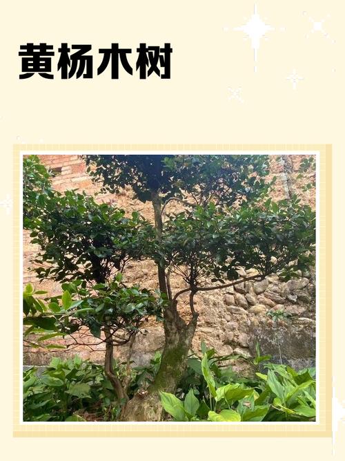 为什么被誉为木中之王的黄杨木在现代市场上并不值钱呢？