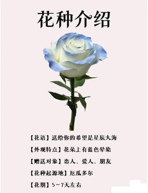 送女朋友冰蓝玫瑰，代表什么含义，有没有特别的寓意？