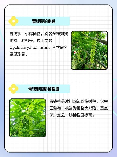 柳树象征哪个生肖？四大镇宅之树指的是哪四棵树？