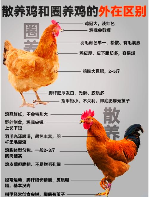 鸡的家究竟被称作什么有没有一个特定的名字呢？