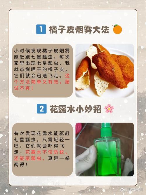 如何有效减少家中七星瓢虫数量，特别是为何我的房间会频繁出现？