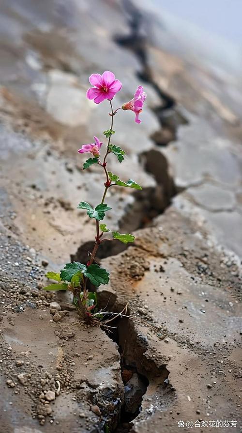 哪种花象征着坚强与希望，寓意着生命的顽强和未来的希望？