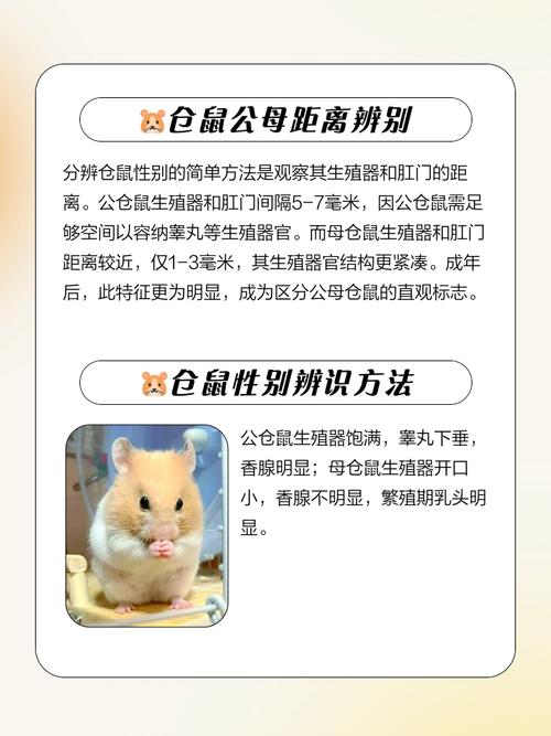 王姓仓鼠叫什么名字呢？您是如何为其挑选的呢？