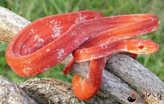 梦见红蛇对男性来说究竟预示着什么周公解梦里红色蛇的出现有何特殊含义？