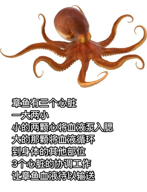 梦见章鱼预示着什么？周公解梦中的活章鱼有何特殊含义？