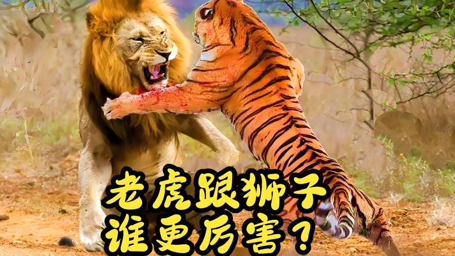 梦见老虎狮子要吃人预示着什么凶兆或警告？