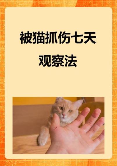 梦到被猫抓伤是什么预兆？周公解梦里有什么含义？