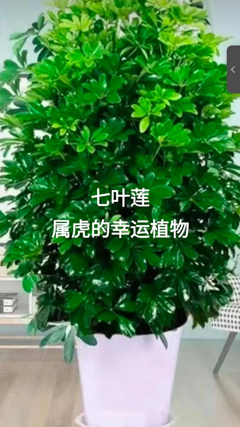 属虎人的幸运植物有哪些，是哪些植物能旺属虎人运势？