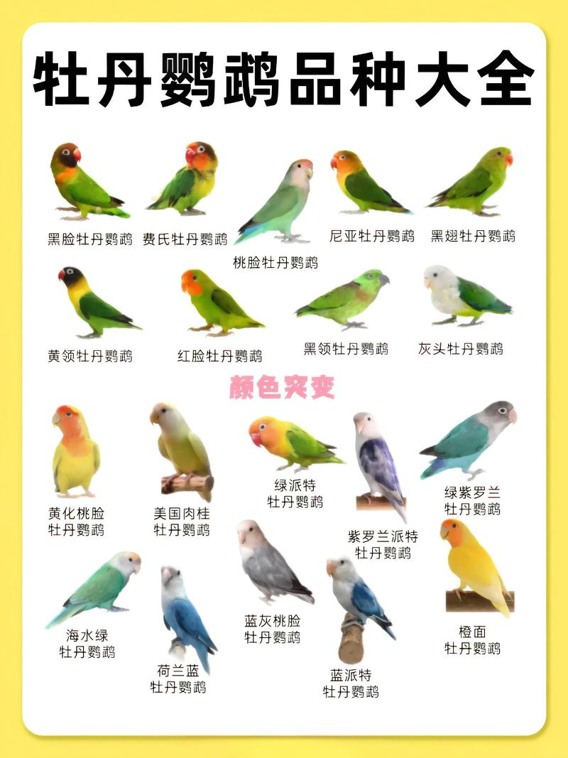 如何给牡丹鹦鹉取一个既可爱又洋气的名字呢？