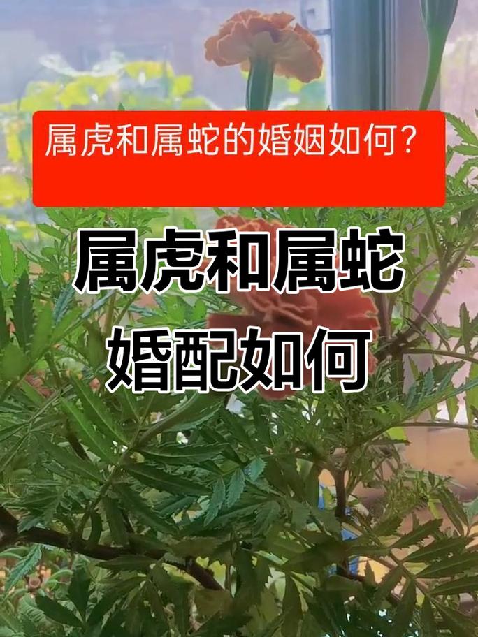 属蛇女生和属虎男生结婚，他们的婚姻匹配度如何？