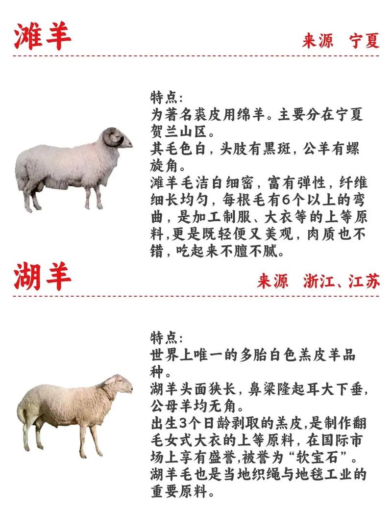 羊有哪些特征和群居习性，能详细描述一下吗？