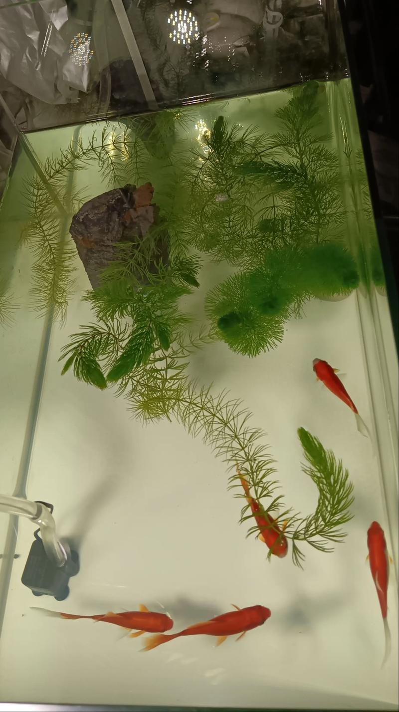 家里属蛇的人适合养什么鱼，哪种鱼被认为蕞招财呢？