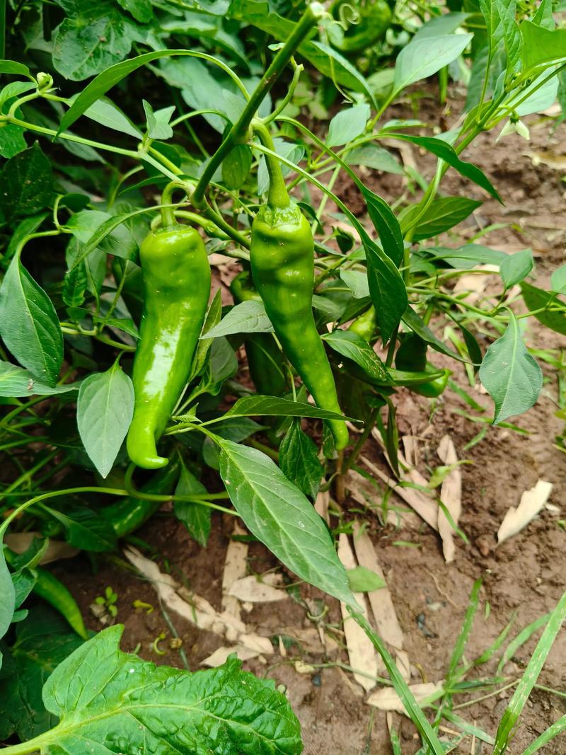 梦见菜地里长满青椒有什么特殊预兆？