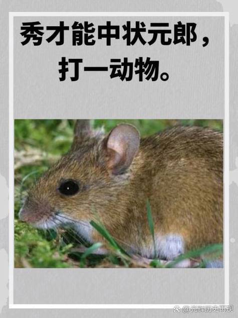 丈夫双泪不轻弹究竟指的是哪个生肖？