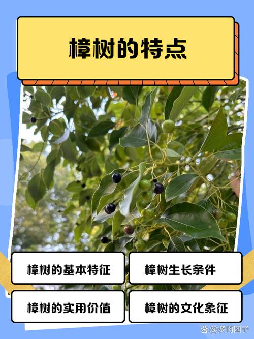 庭院种植樟树对风水有好处吗？为什么屋前屋后不宜种植樟树？