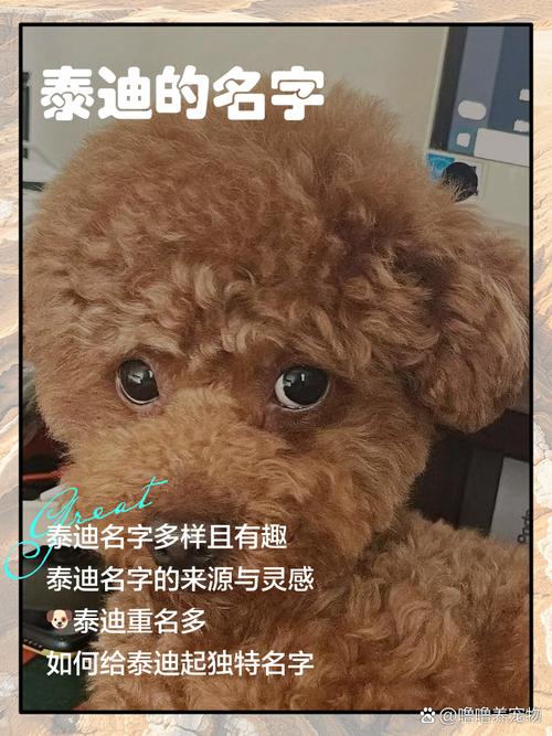 有哪些洋气顺口好听的泰迪狗狗名字推荐？