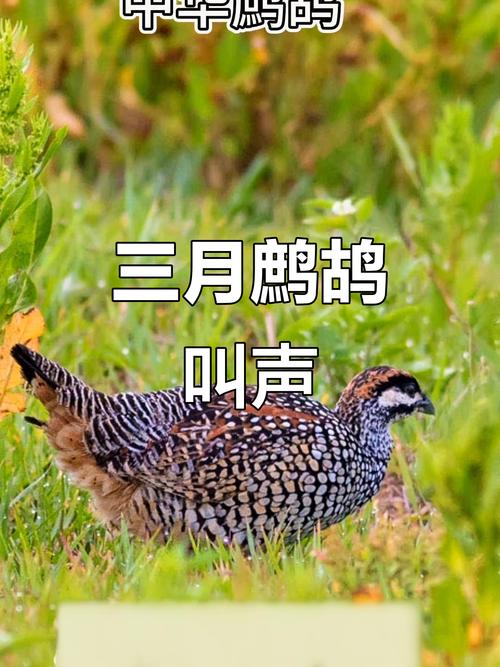 三月份的代表性动物究竟是什么呢？