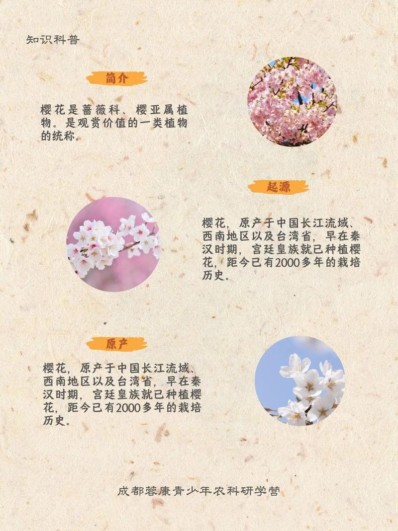 樱花树象征着什么它的特点有哪些？