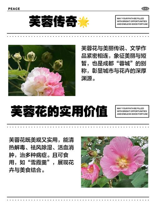 芙蓉花的花语和名字由来有什么寓意和象征？
